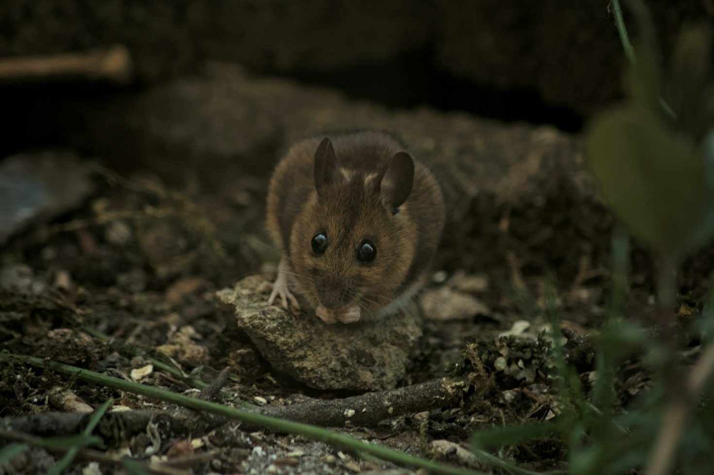 Why the Broom Is Every Rodent’s Nemesis